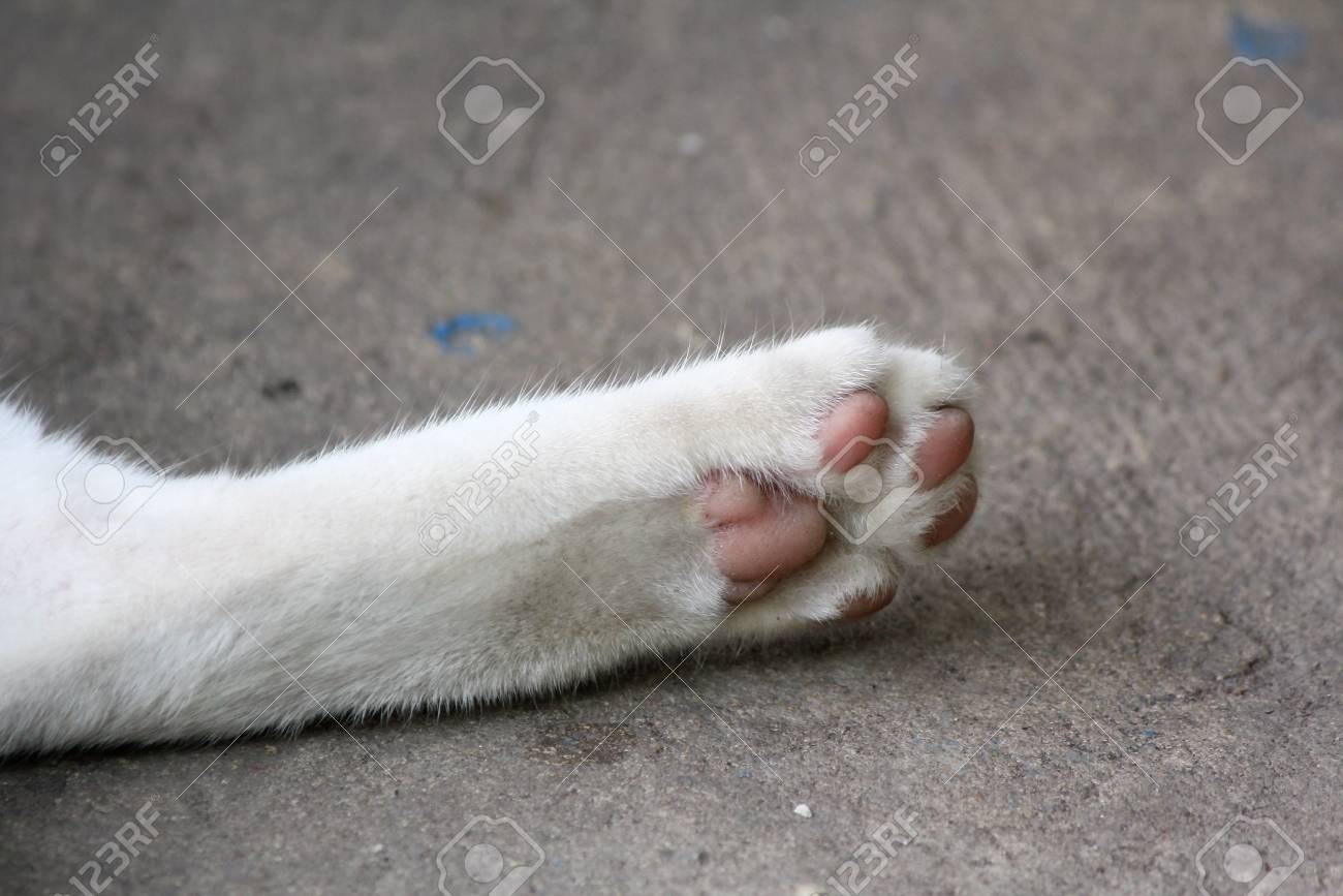 etiam-dictum-ipsum-a-felis