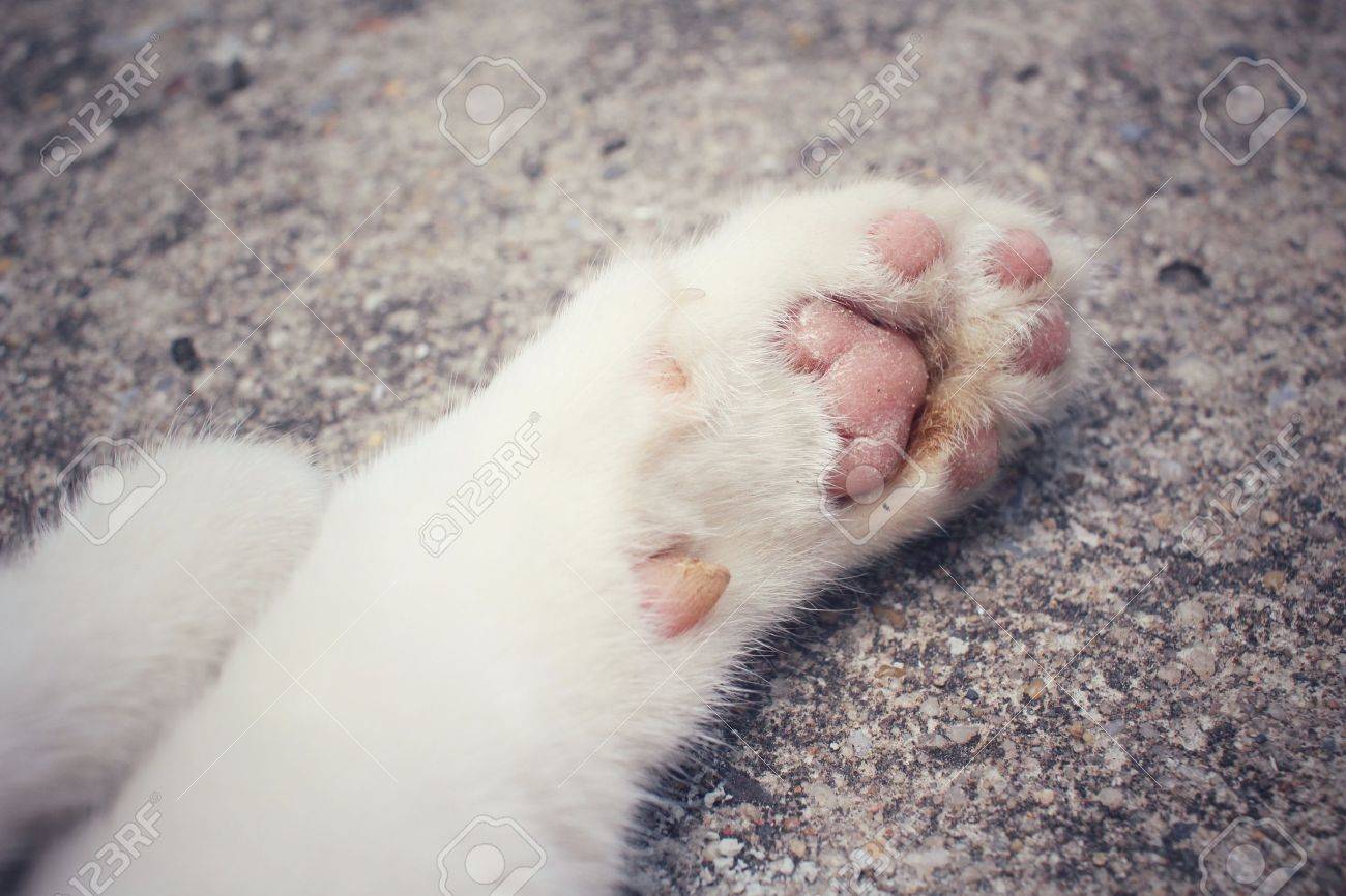 etiam-dictum-ipsum-a-felis