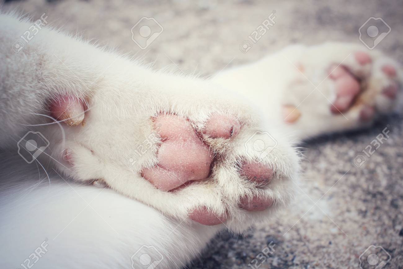 etiam-dictum-ipsum-a-felis