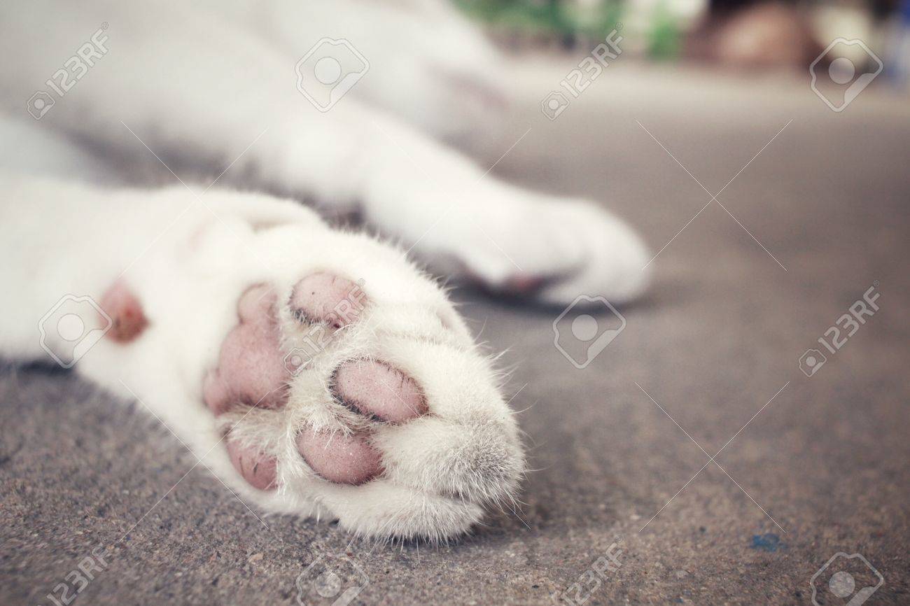 etiam-dictum-ipsum-a-felis