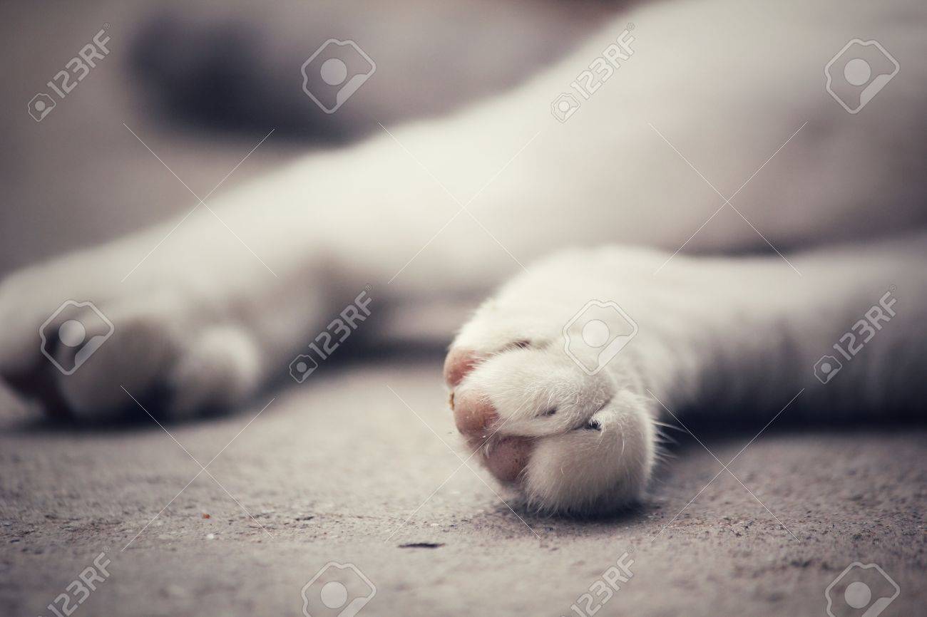 etiam-dictum-ipsum-a-felis