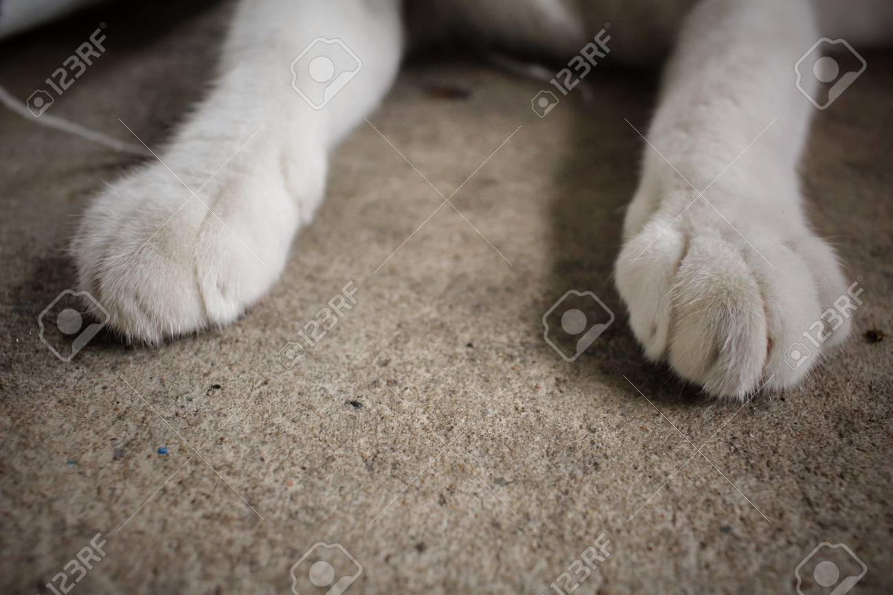 etiam-dictum-ipsum-a-felis