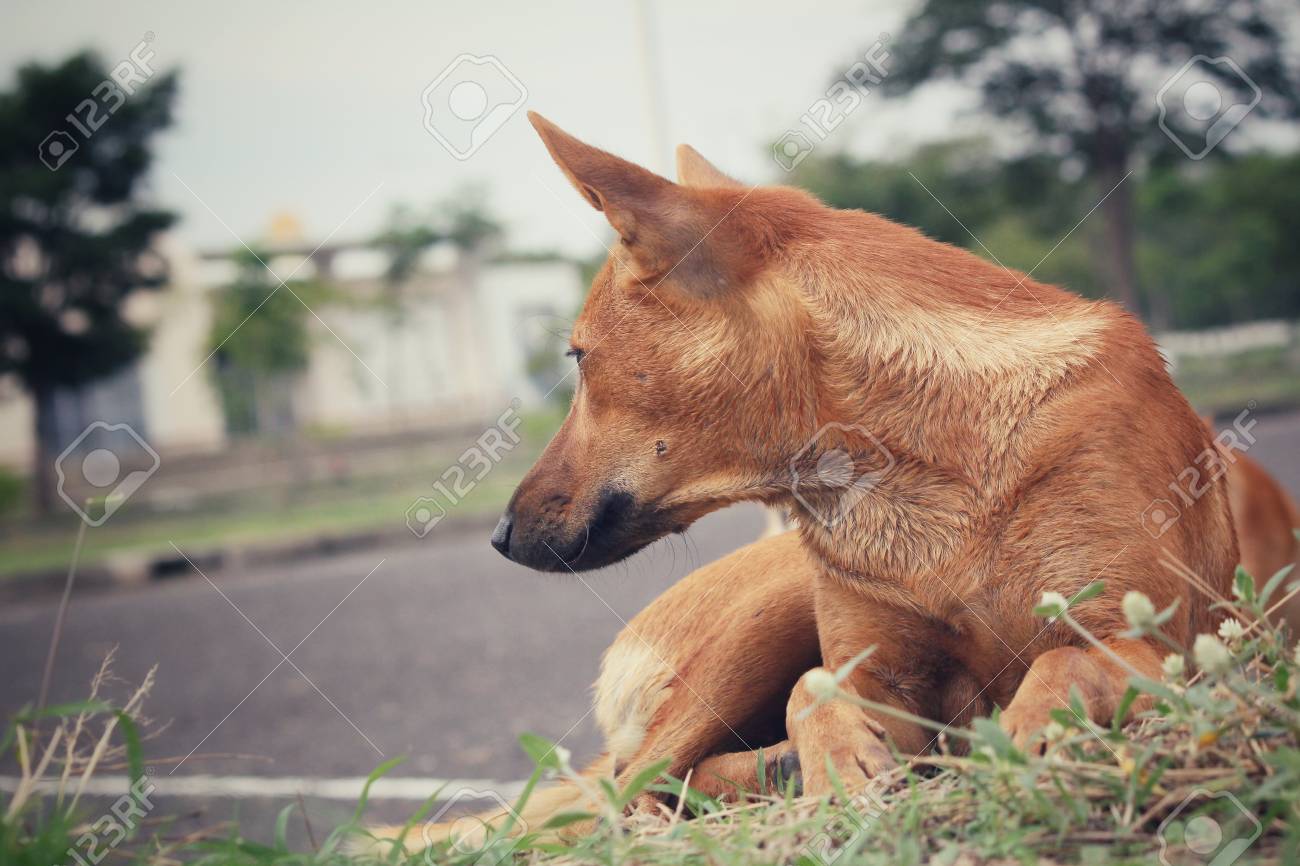 etiam-dictum-ipsum-a-felis