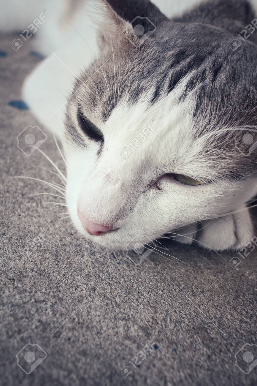 etiam-dictum-ipsum-a-felis