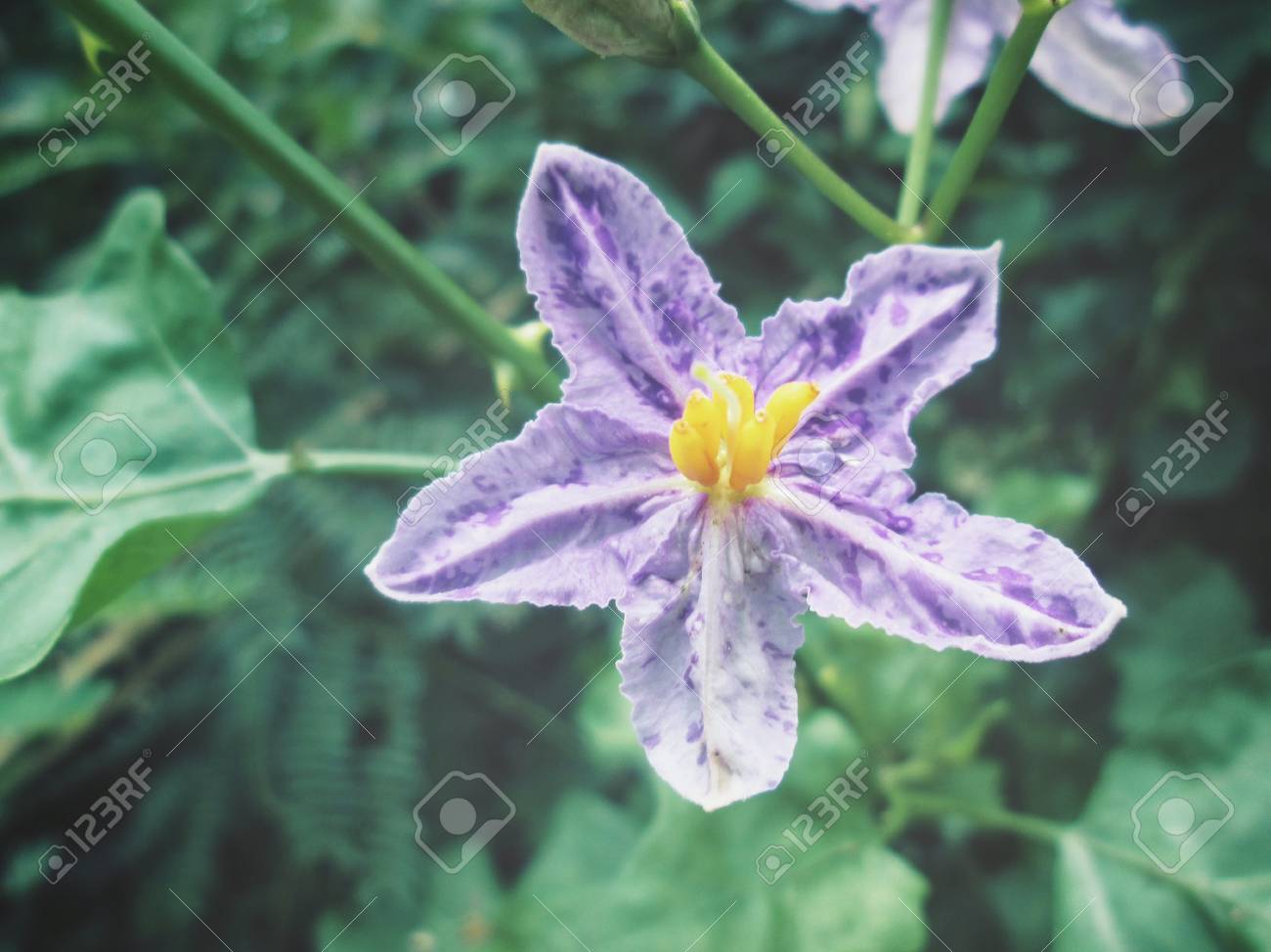 etiam-dictum-ipsum-a-felis