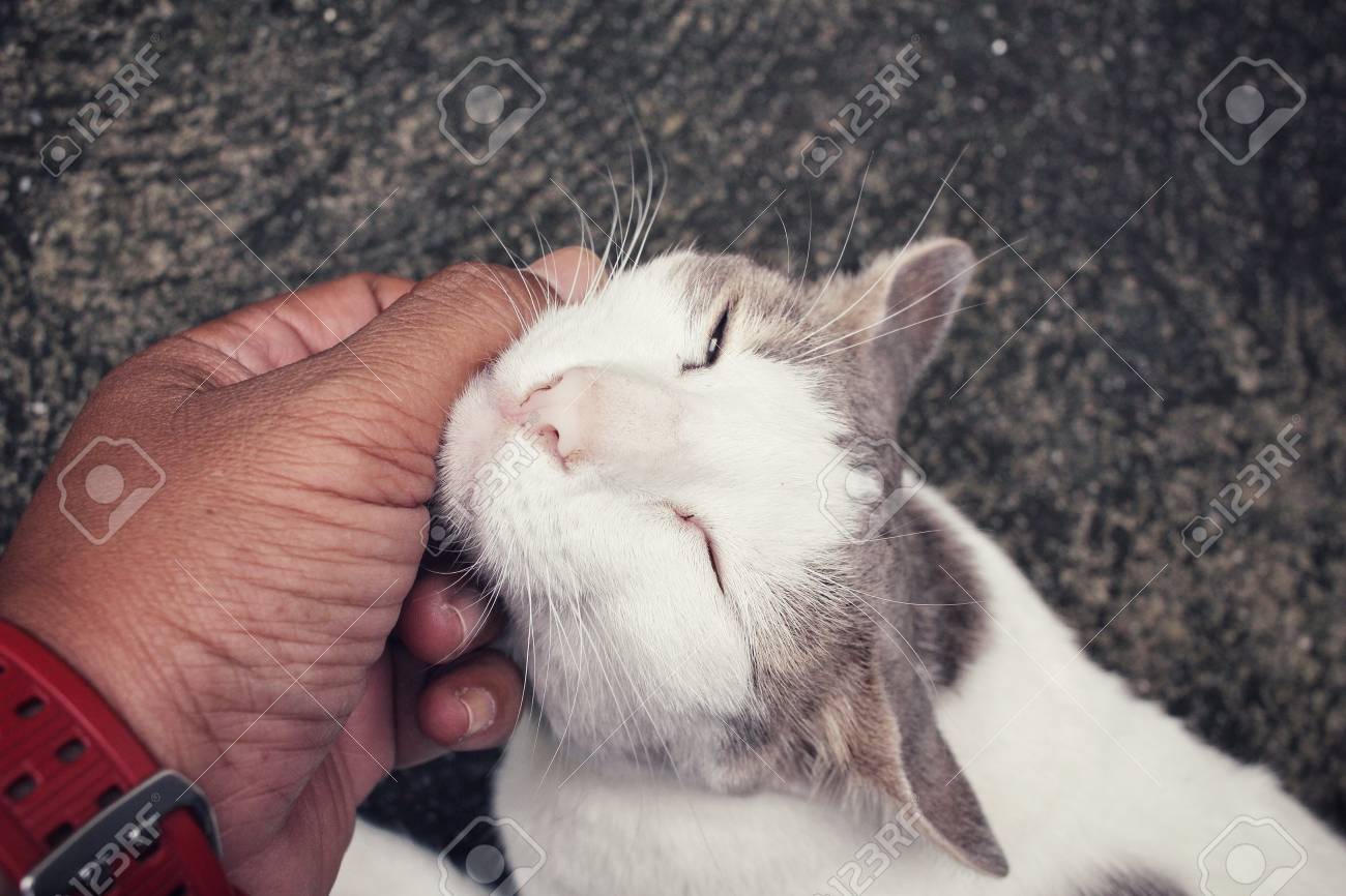 etiam-dictum-ipsum-a-felis