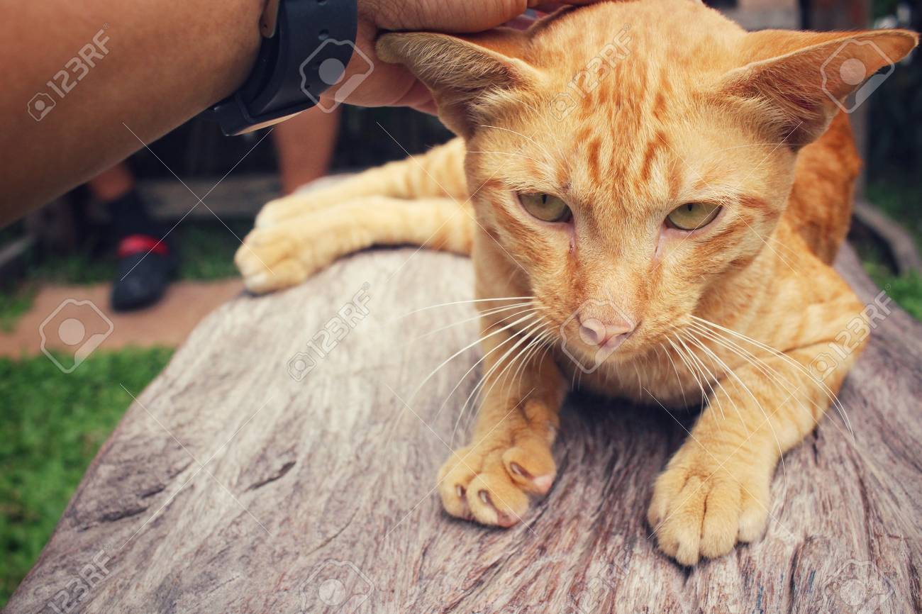 etiam-dictum-ipsum-a-felis