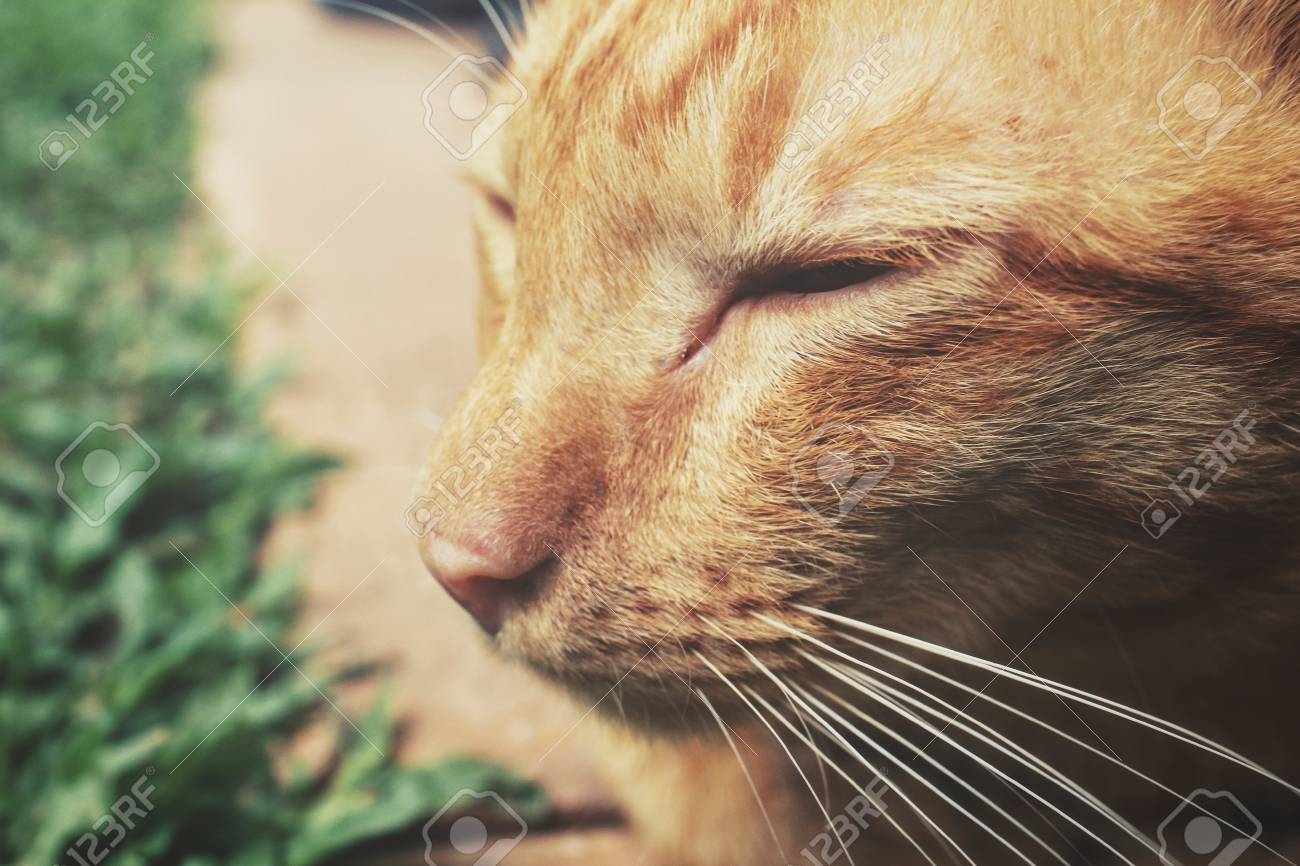etiam-dictum-ipsum-a-felis