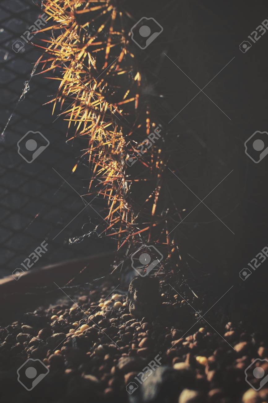 etiam-dictum-ipsum-a-felis