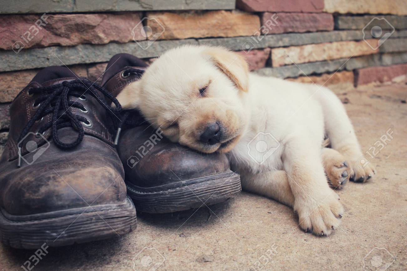 labrador shoes