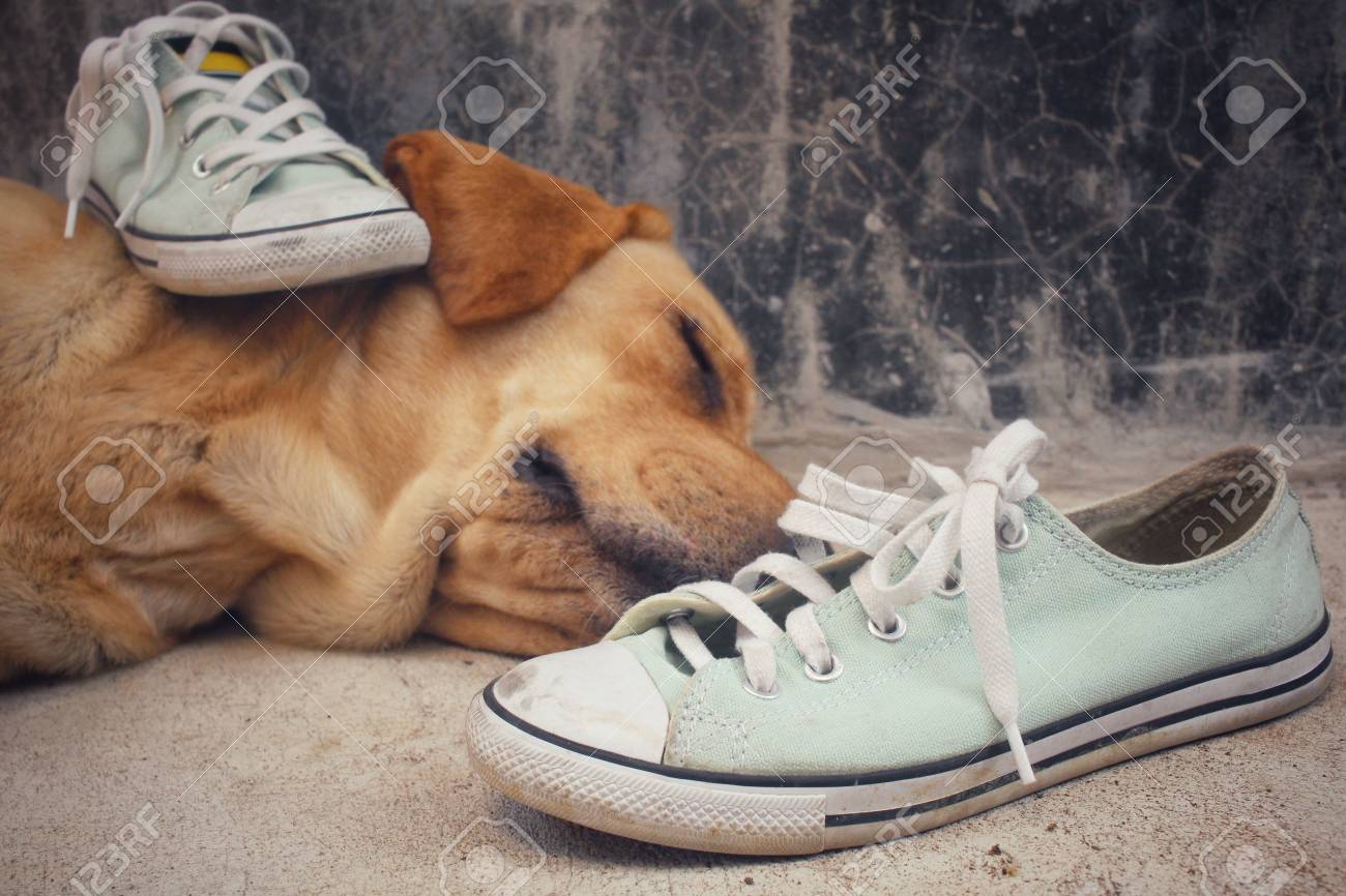 shoes for labrador