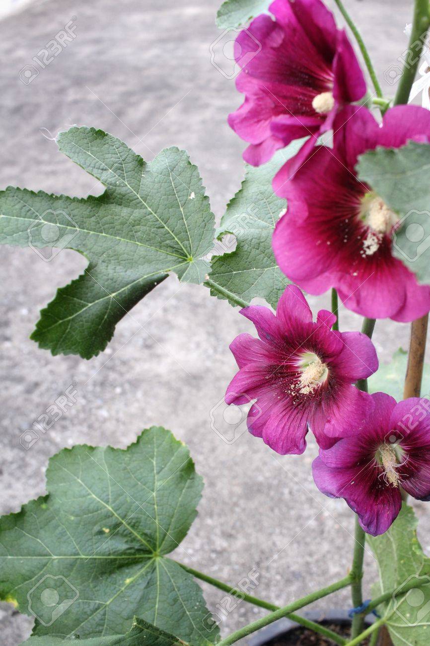 Fleur Rose Trémière