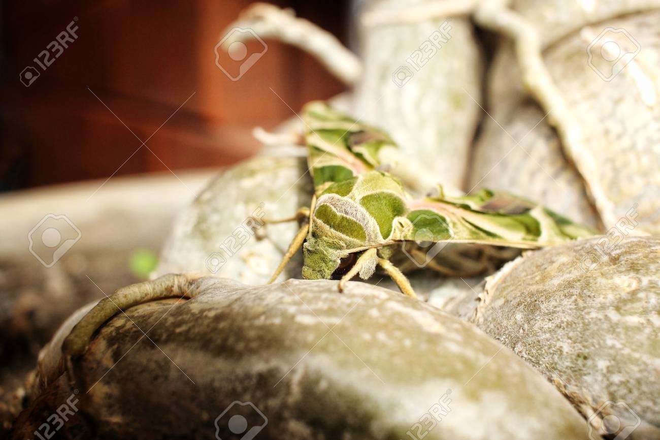 etiam-dictum-ipsum-a-felis