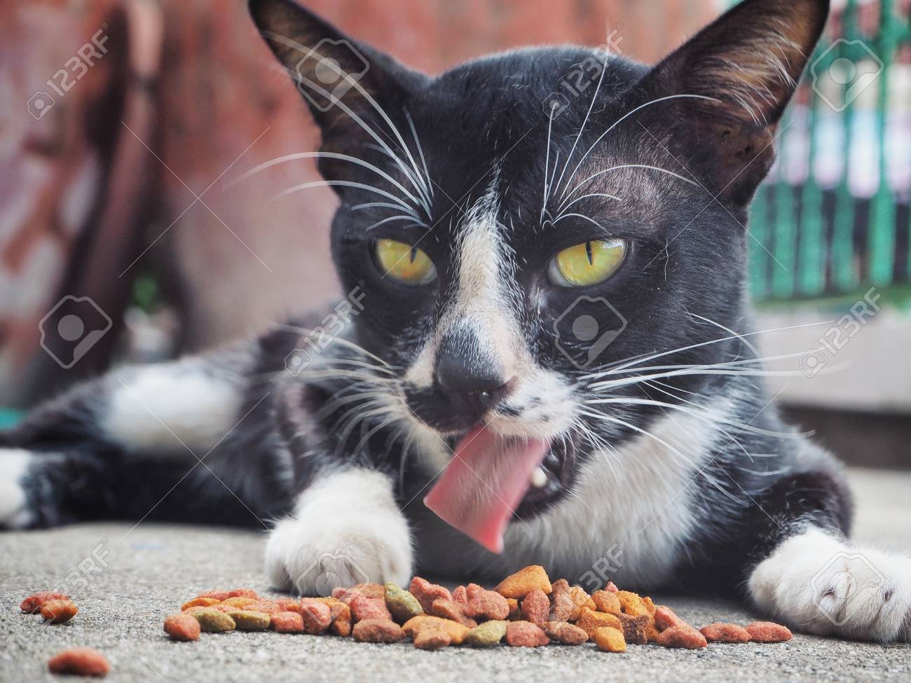 etiam-dictum-ipsum-a-felis