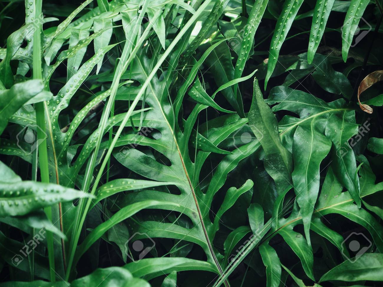 etiam-dictum-ipsum-a-felis