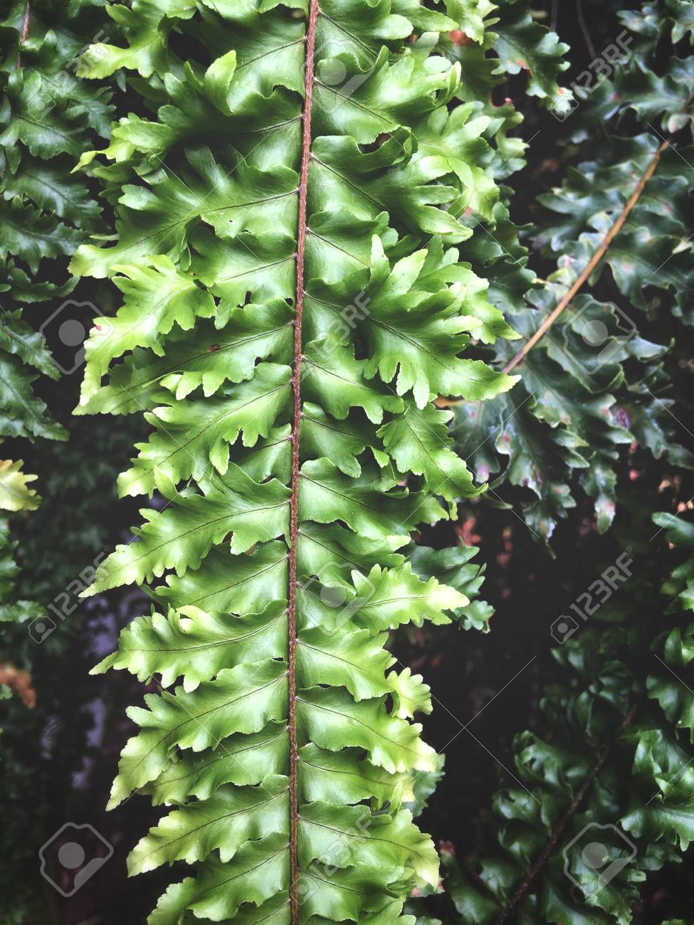 etiam-dictum-ipsum-a-felis