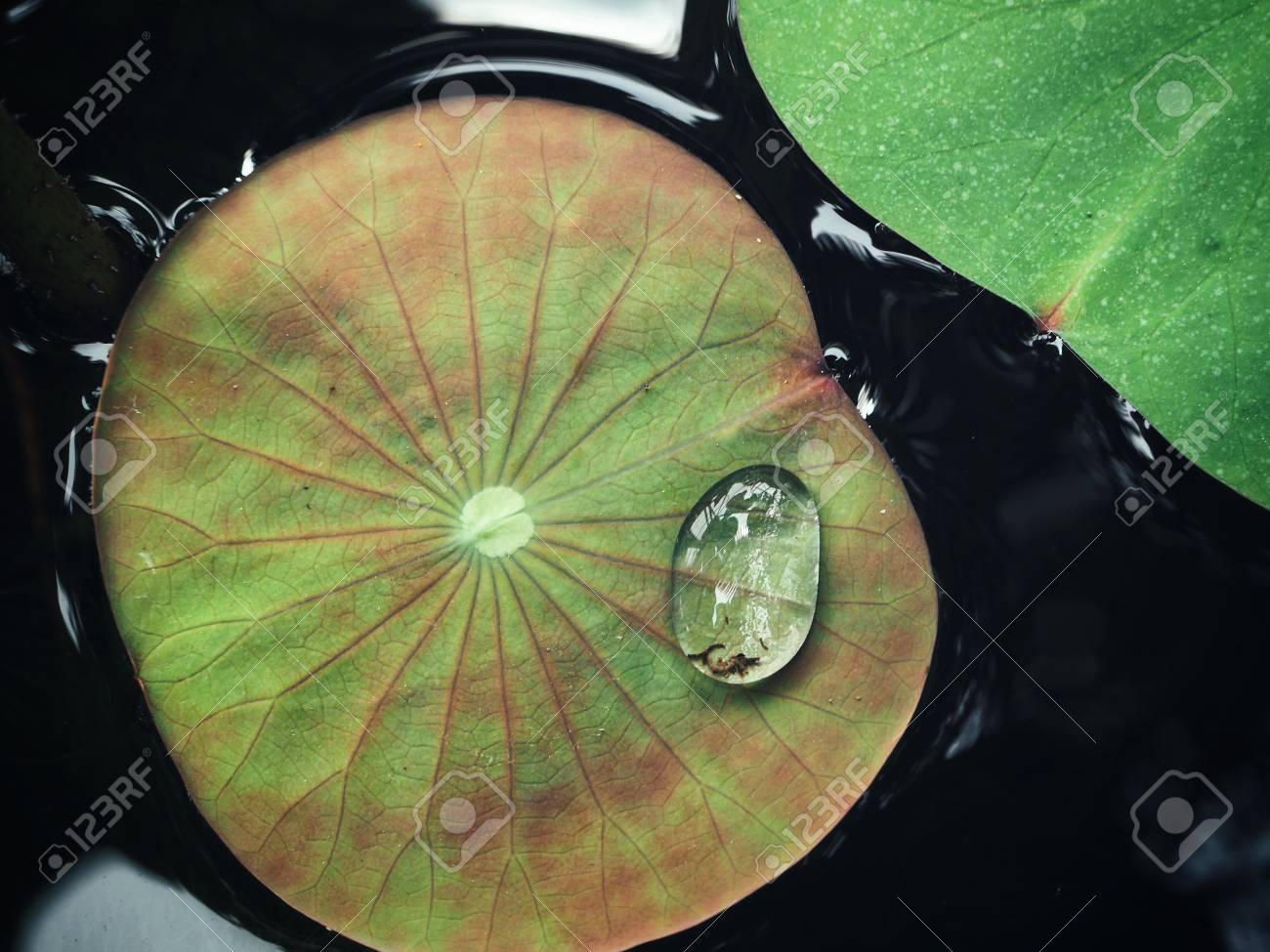 etiam-dictum-ipsum-a-felis