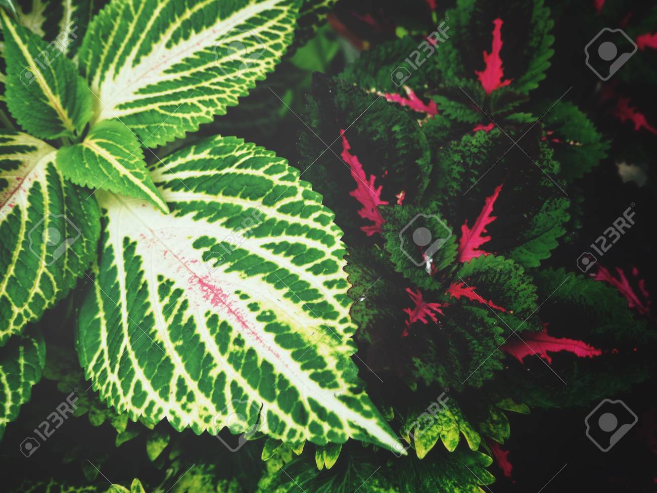 etiam-dictum-ipsum-a-felis