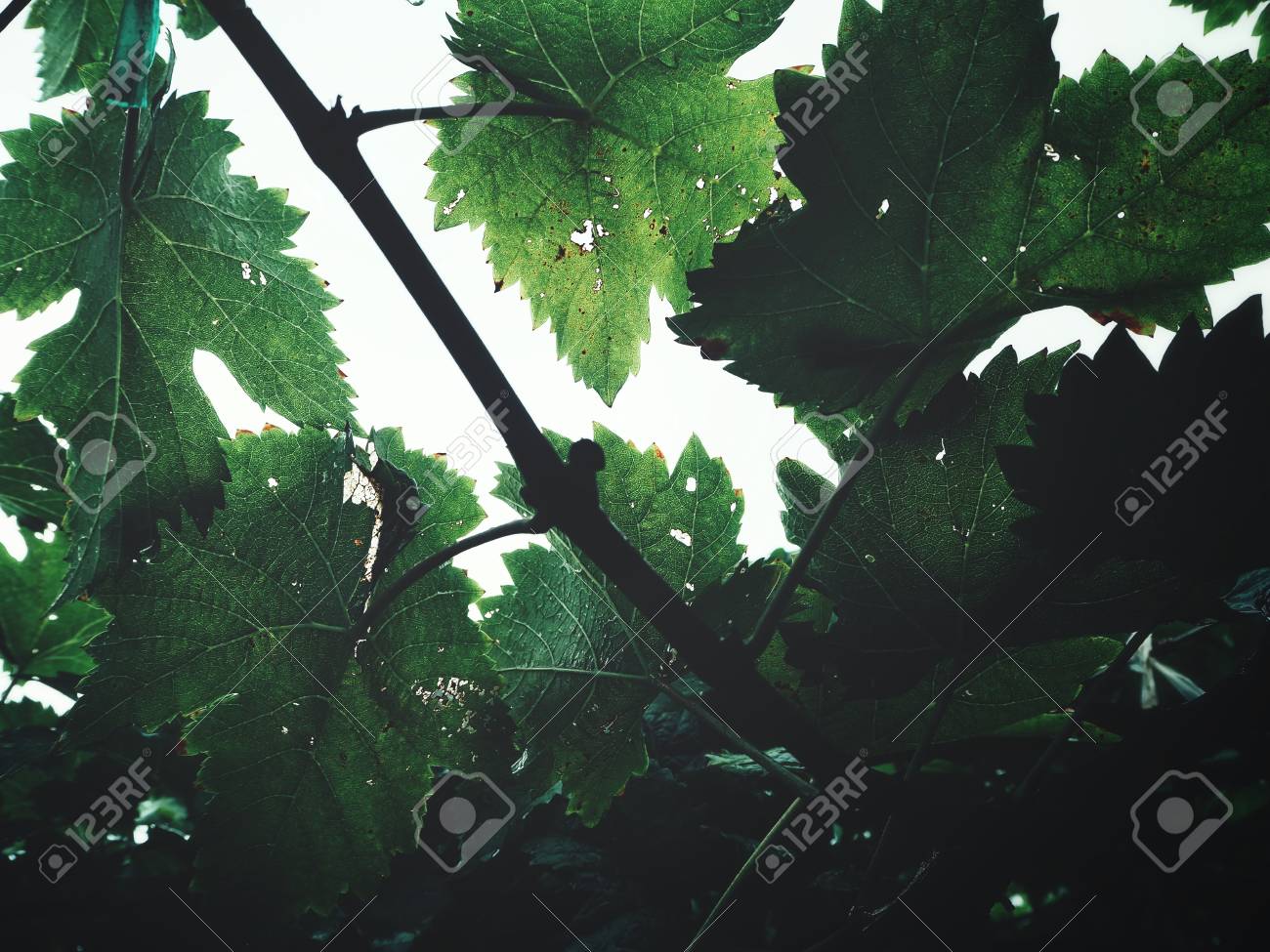 etiam-dictum-ipsum-a-felis