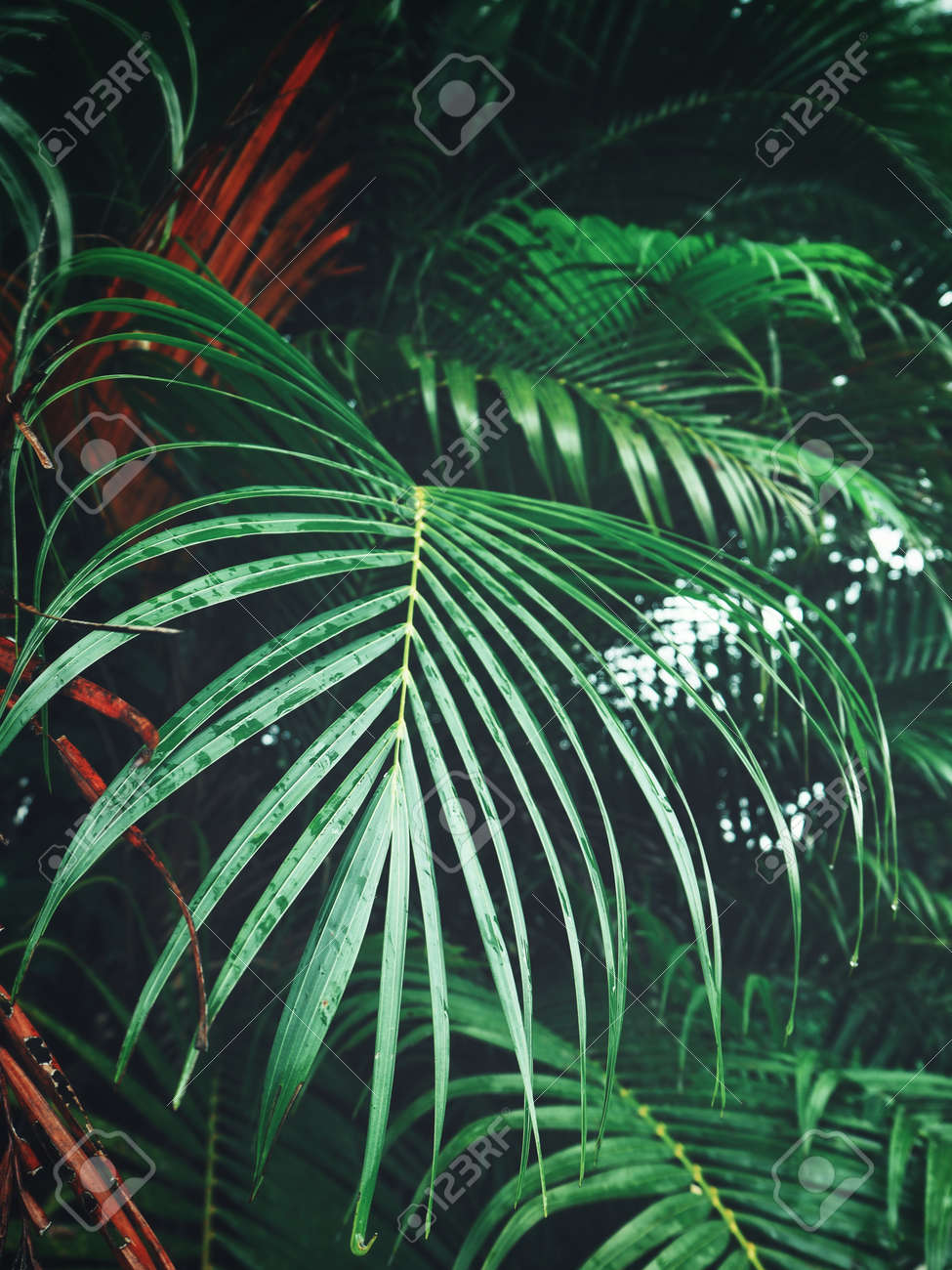 etiam-dictum-ipsum-a-felis