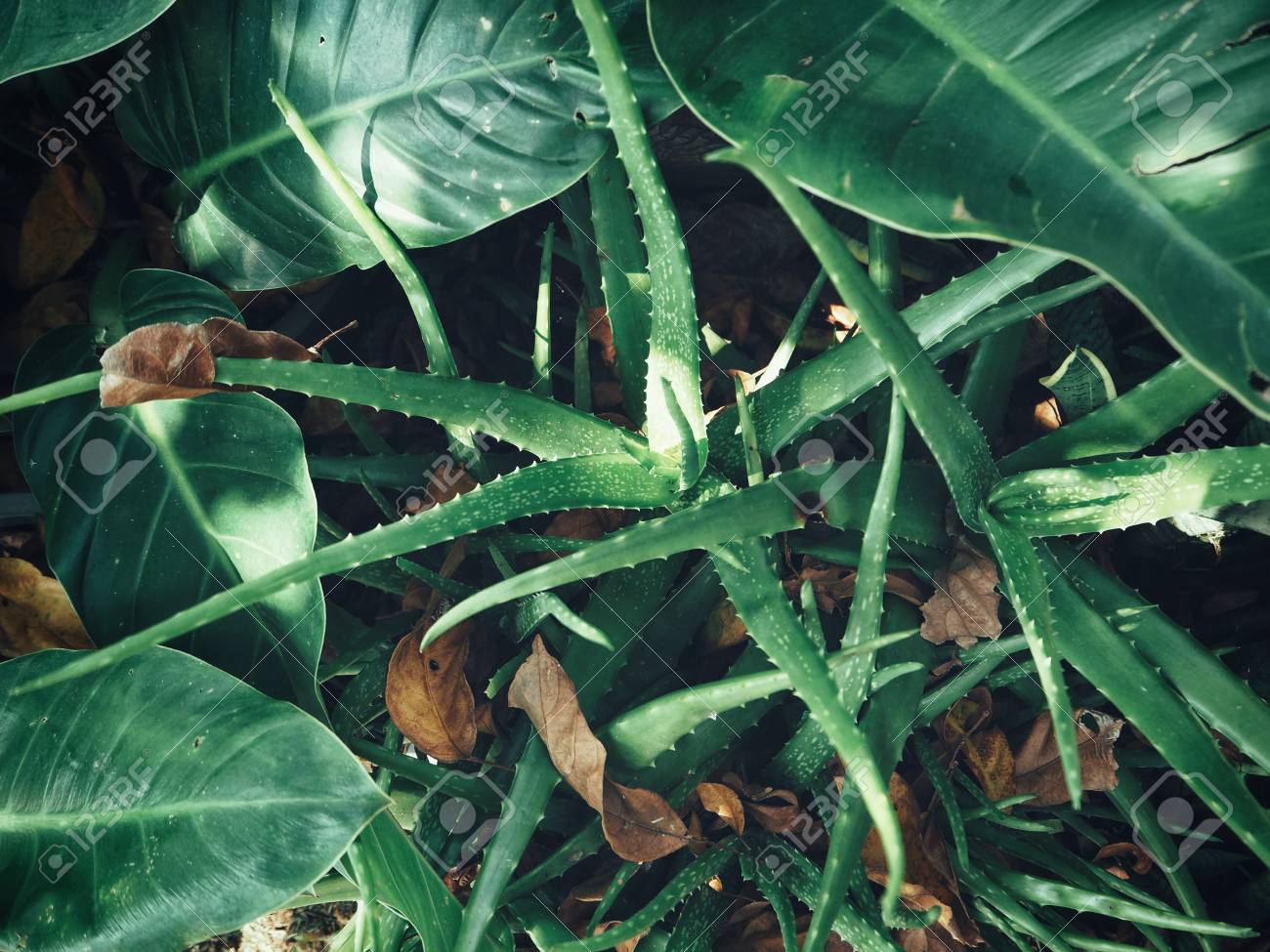 etiam-dictum-ipsum-a-felis