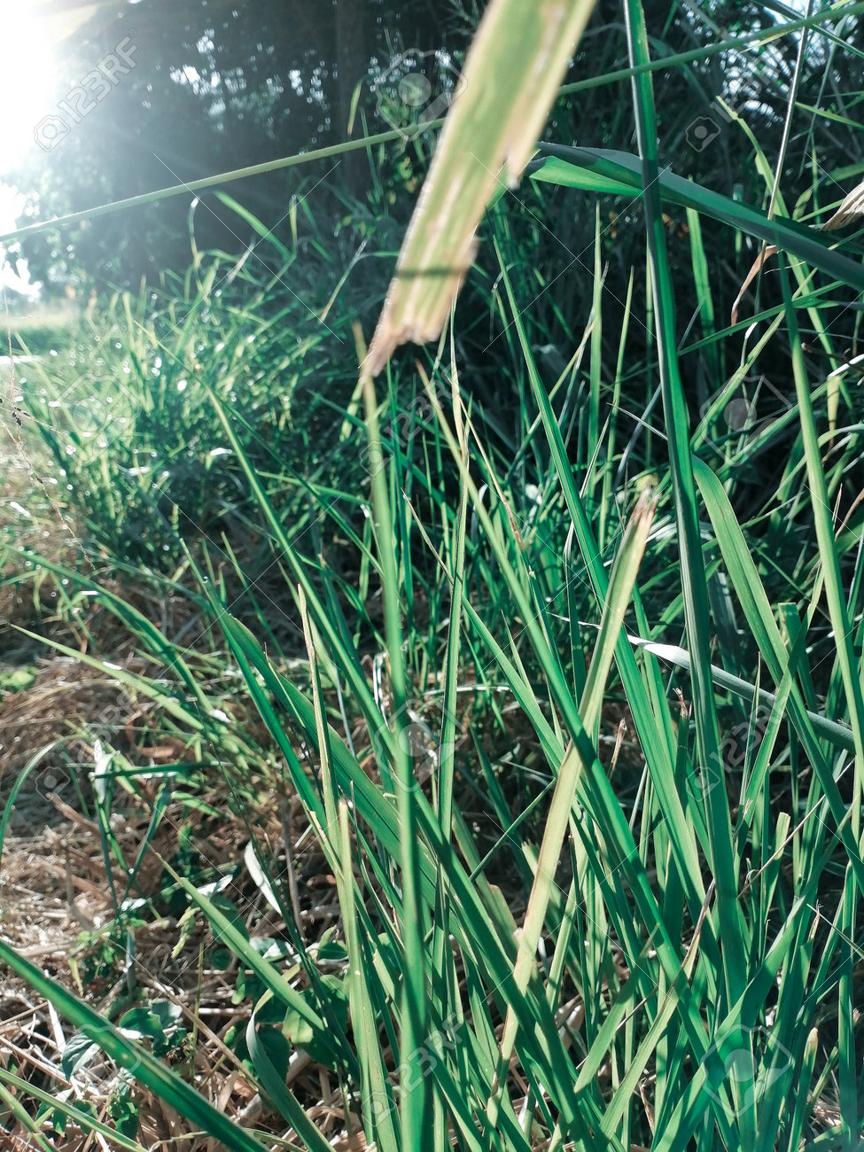 etiam-dictum-ipsum-a-felis