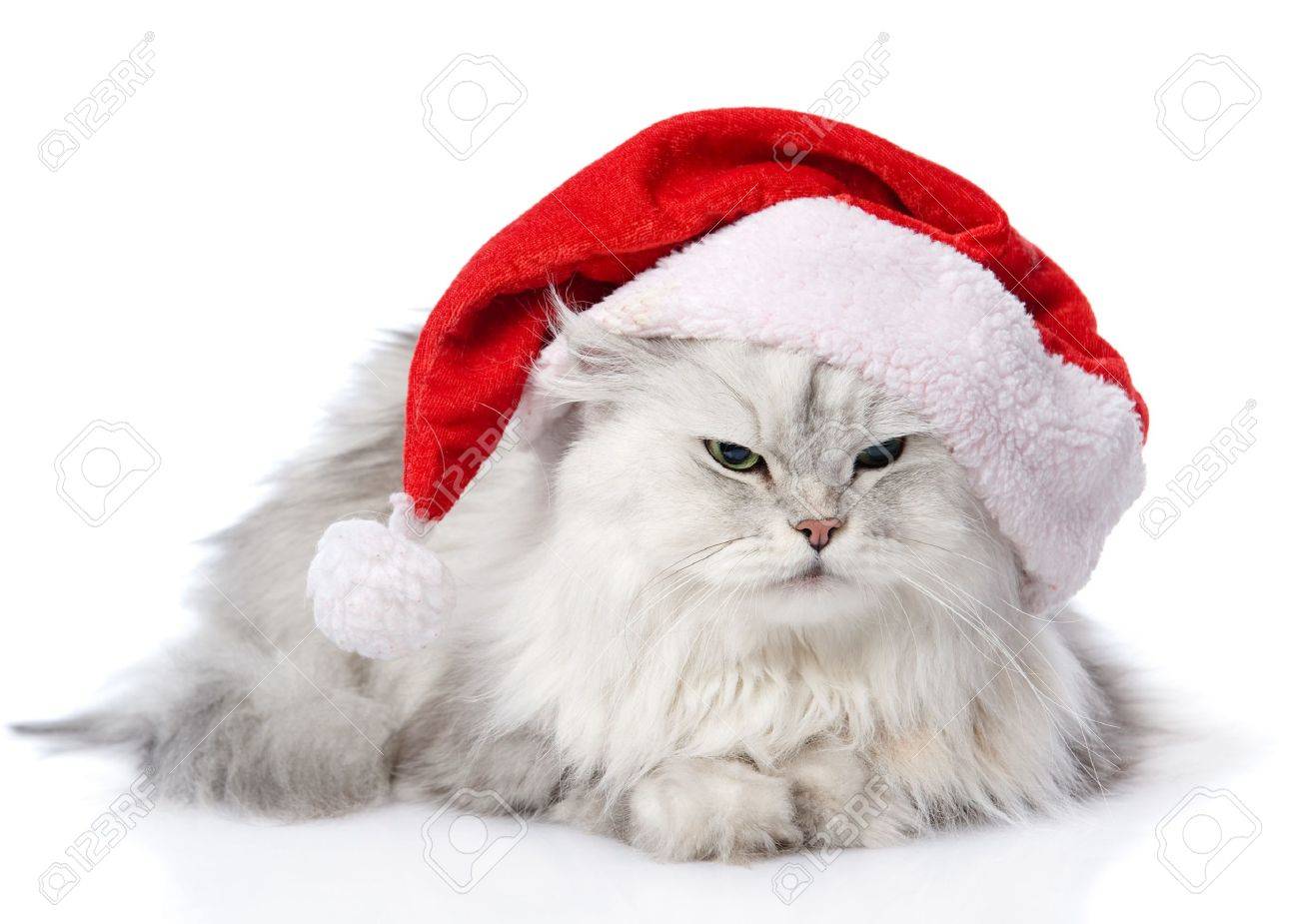 christmas cat in red