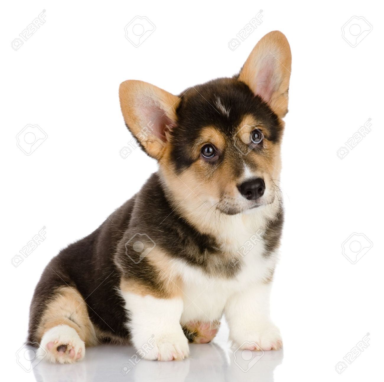 pembroke welsh corgi puppy
