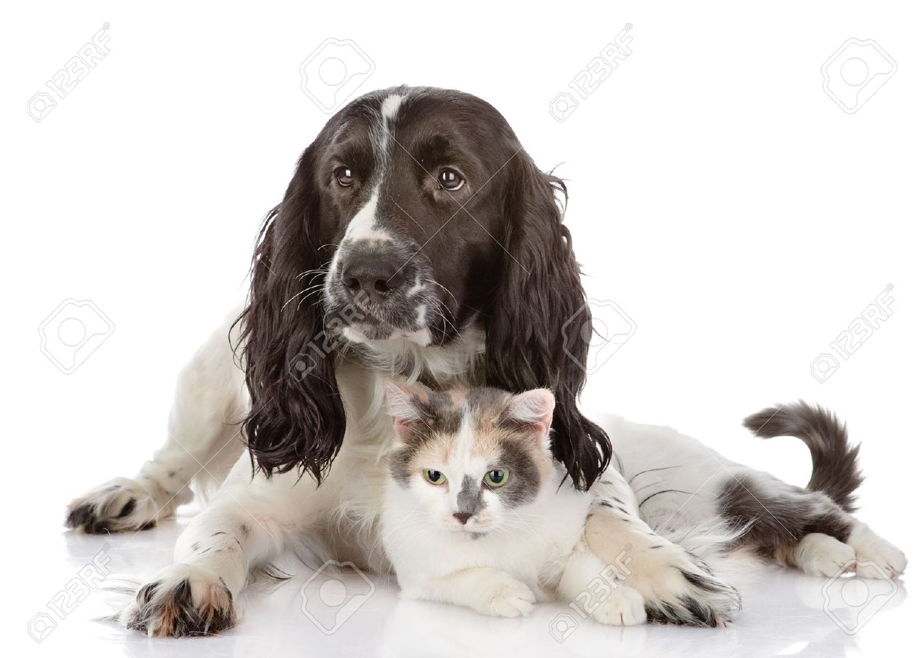 cocker spaniel and cats