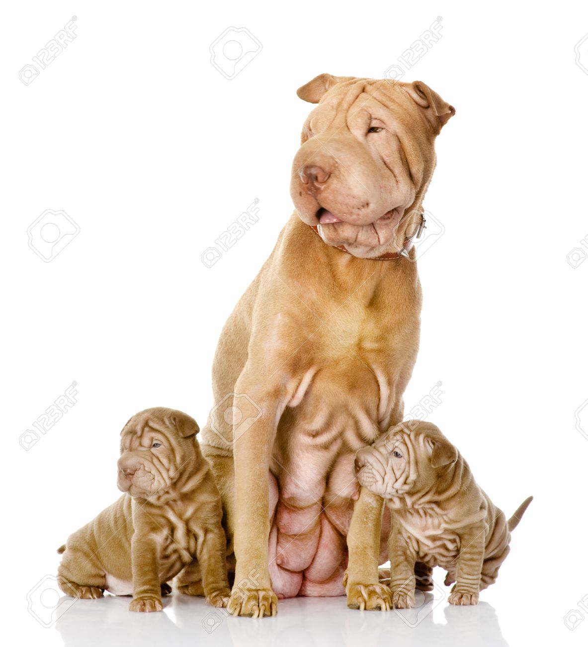 2 つのシャーペイ子犬犬と 白い背景で隔離大人母親 の写真素材 画像素材 Image