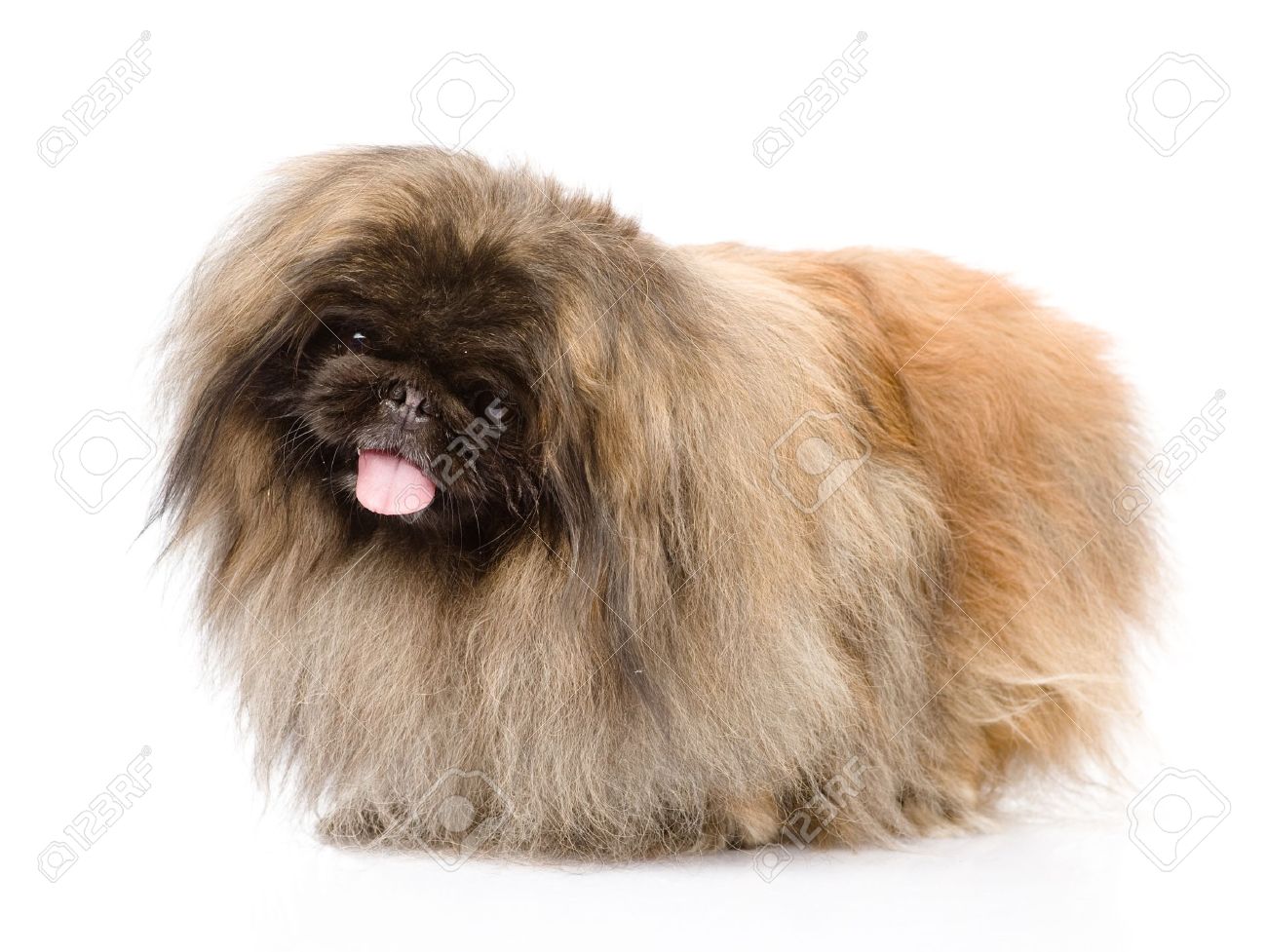 pekingese fluffy