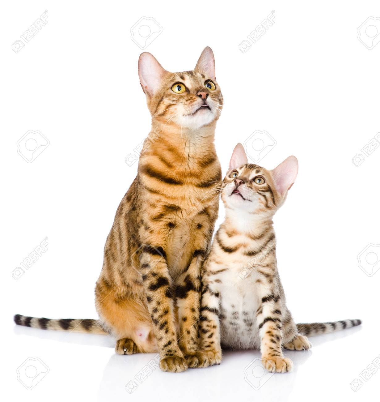 Two Bengal Cats Mother Cat And Cub Looking Up Isolated On White ... Two Bengal Cats Mother Cat And Cub Looking Up Isolated On White ...