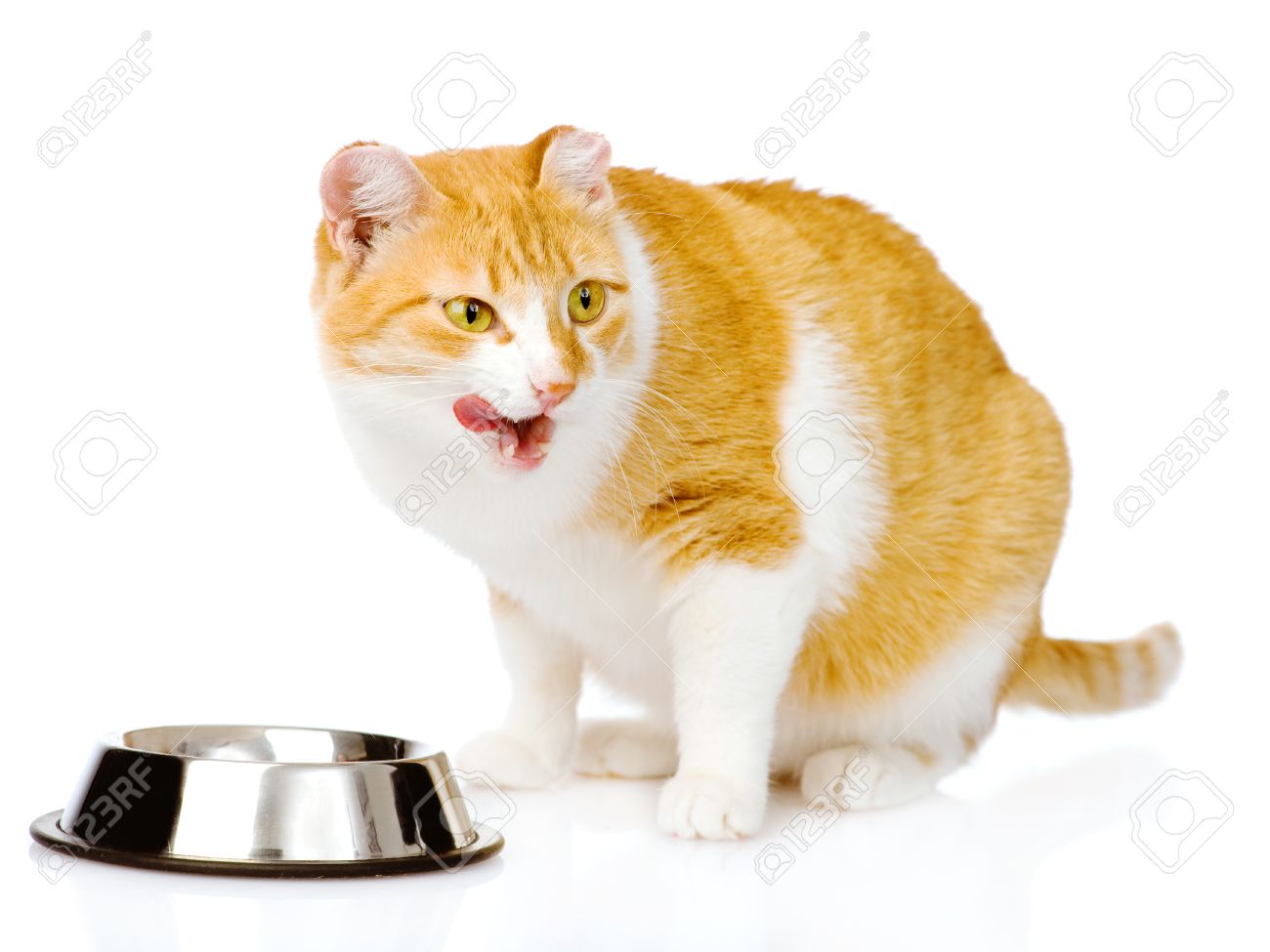 Leche Chat Pres Gamelle Isole Sur Fond Blanc Banque D Images Et Photos Libres De Droits Image Leche Chat Pres Gamelle Isole Sur Fond Blanc Banque D Images Et Photos Libres De Droits Image