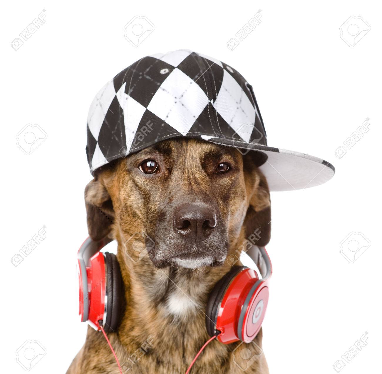 dog headphones