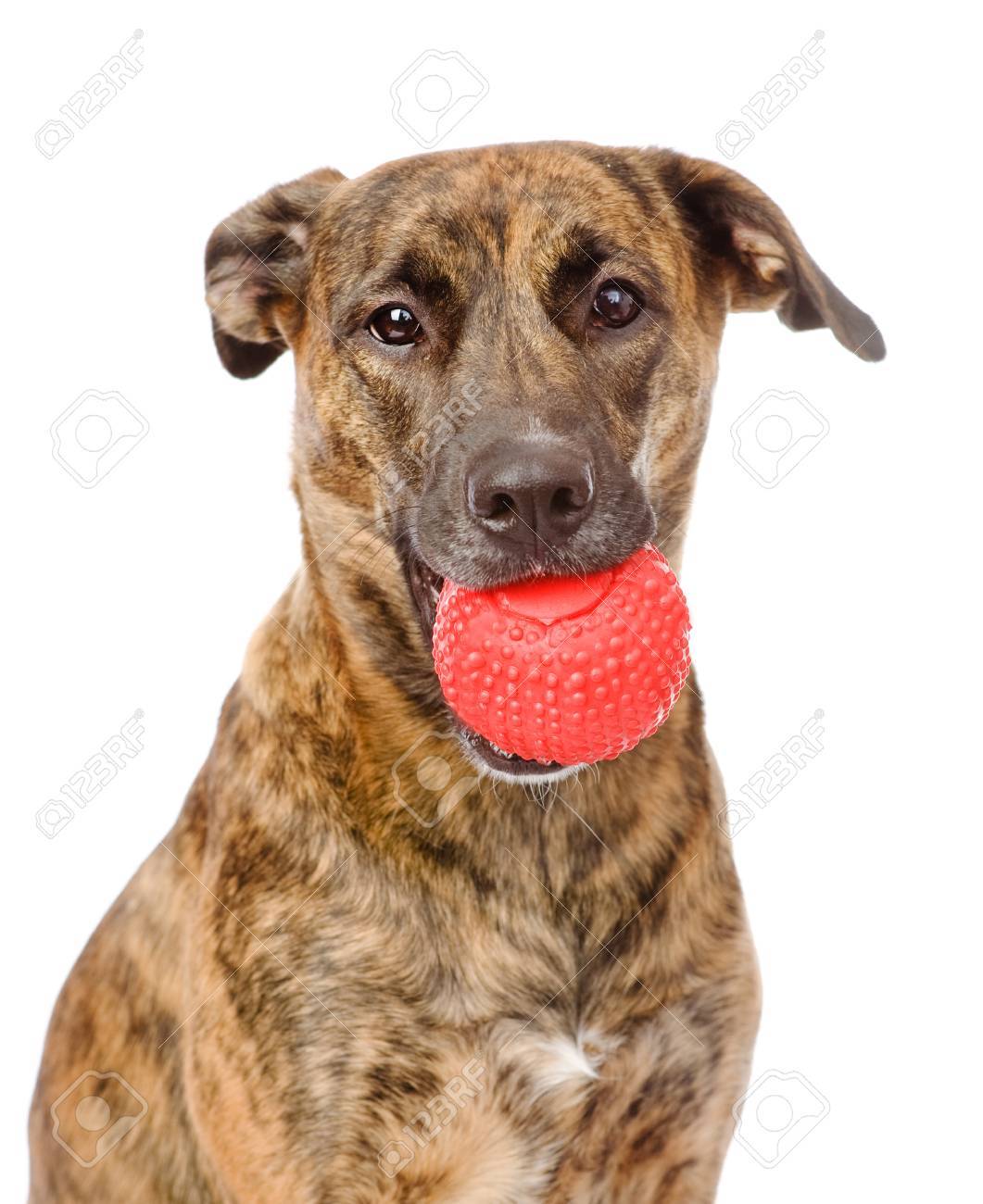 犬が白い背景で隔離赤いボールをくわえています の写真素材 画像素材 Image 犬が白い背景で隔離赤いボールをくわえています の写真素材 画像素材 Image