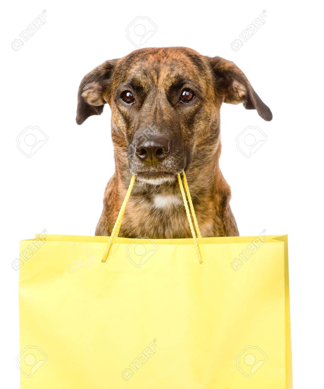 dog with a bag
