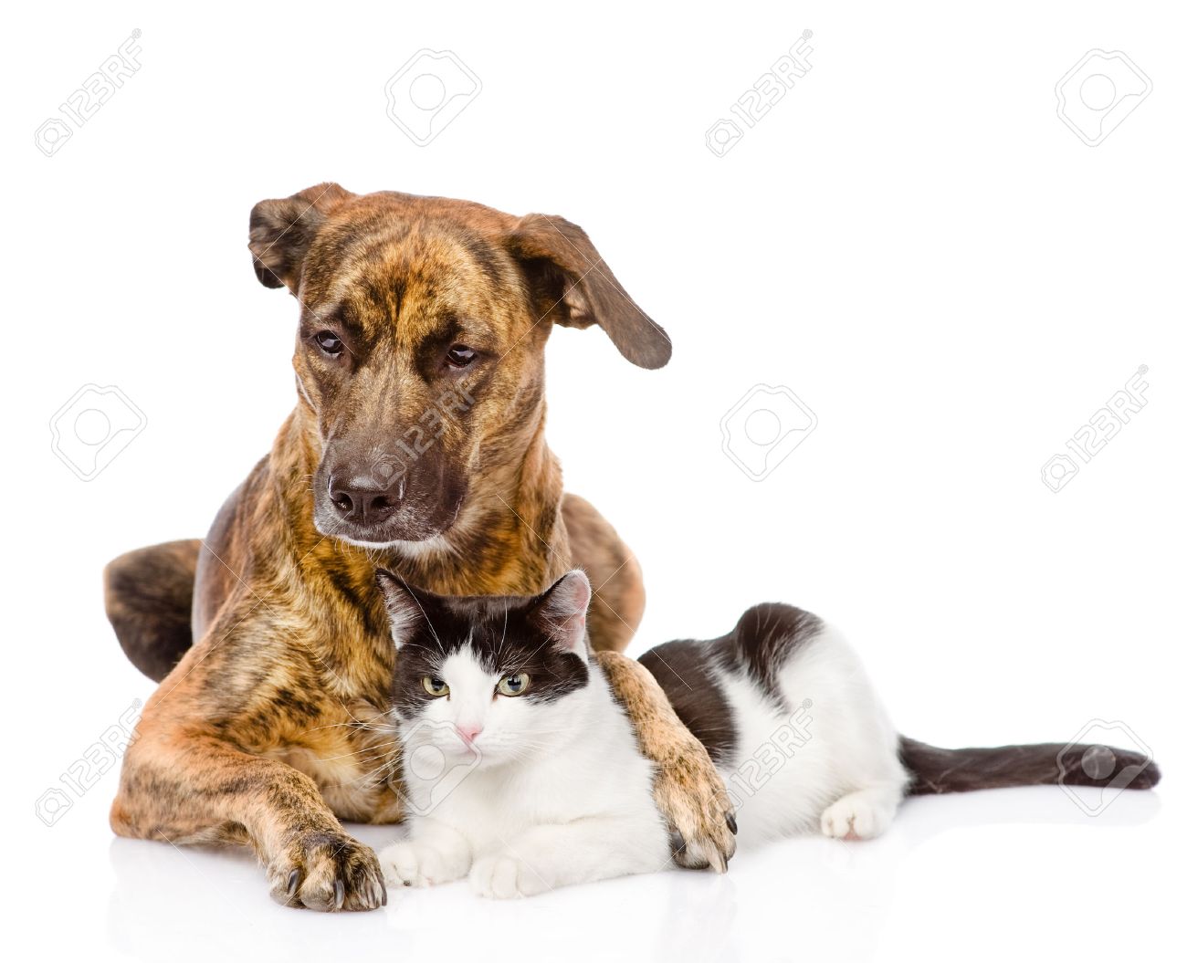 Grand Chien Et Chat Couche Ensemble Isole Sur Blanc Banque D Images Et Photos Libres De Droits Image
