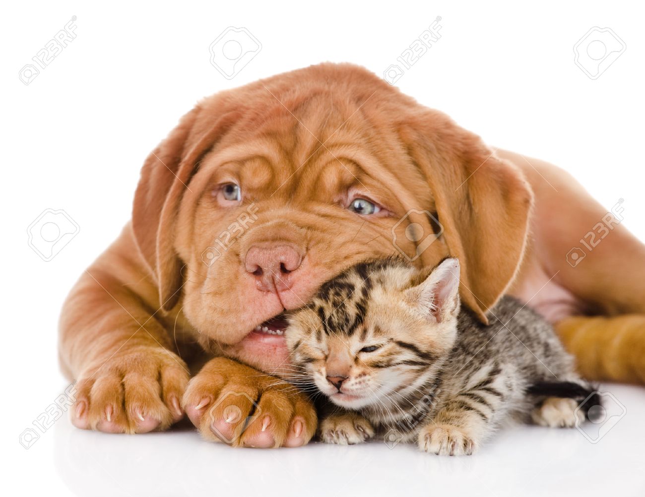 Chiot Bordeaux Chien Jouant Avec Le Chaton Bengal Isolé Sur Fond Blanc