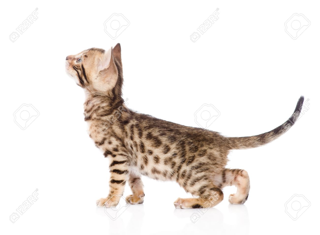 Purebred Bengal Cat In Profile Looking Up Isolated On White Background Stock Photo Picture And Royalty Free Image Image