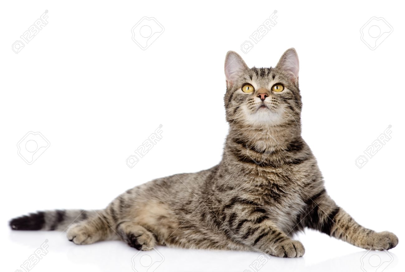 Chat Gris Tigre Regardant Isole Sur Fond Blanc Banque D Images Et Photos Libres De Droits Image