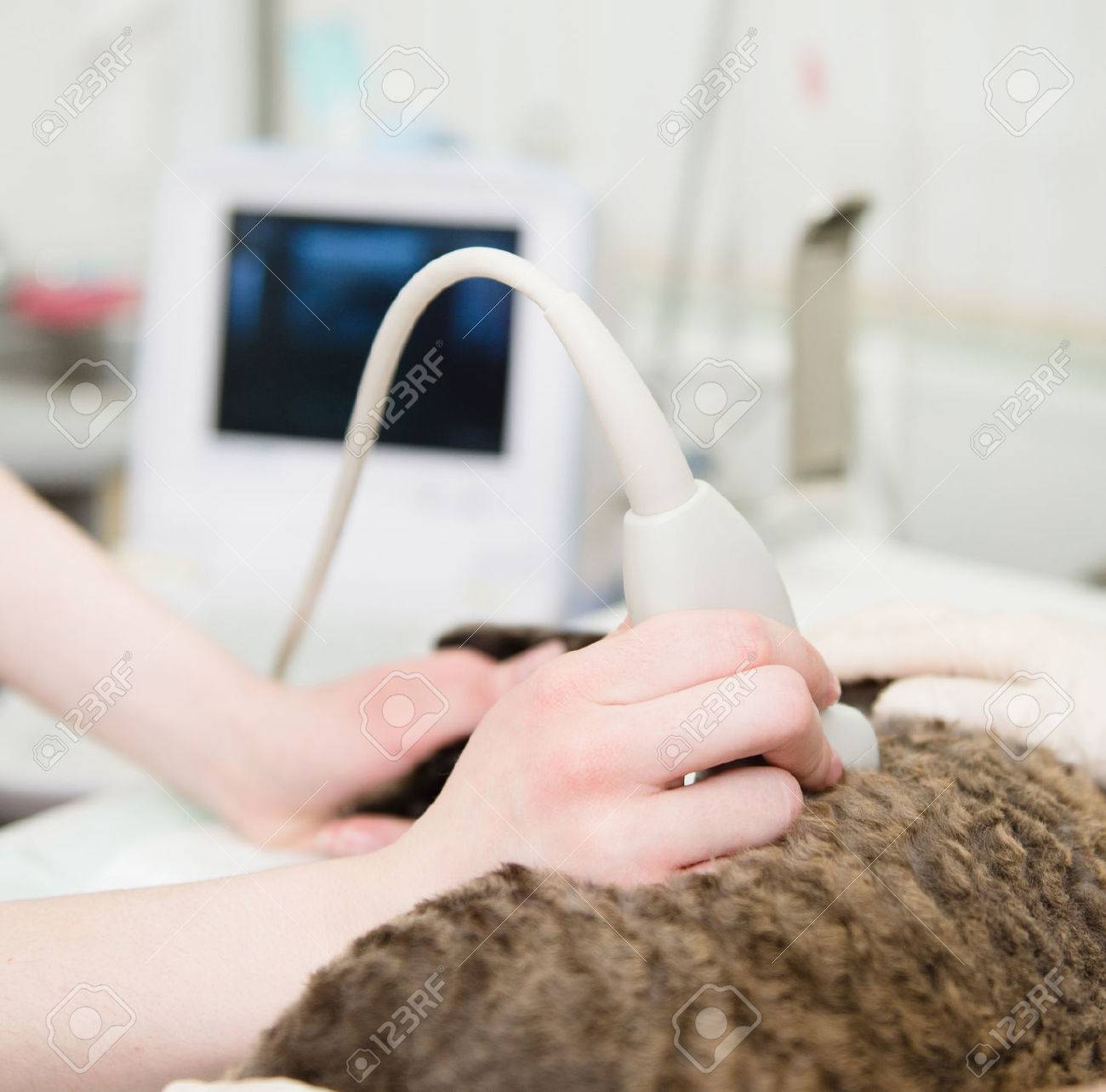 Close Up De La Main Veterinaire Effectue Une Echographie Un Chat Banque D Images Et Photos Libres De Droits Image Close Up De La Main Veterinaire Effectue Une Echographie Un Chat Banque D Images Et Photos Libres De Droits Image