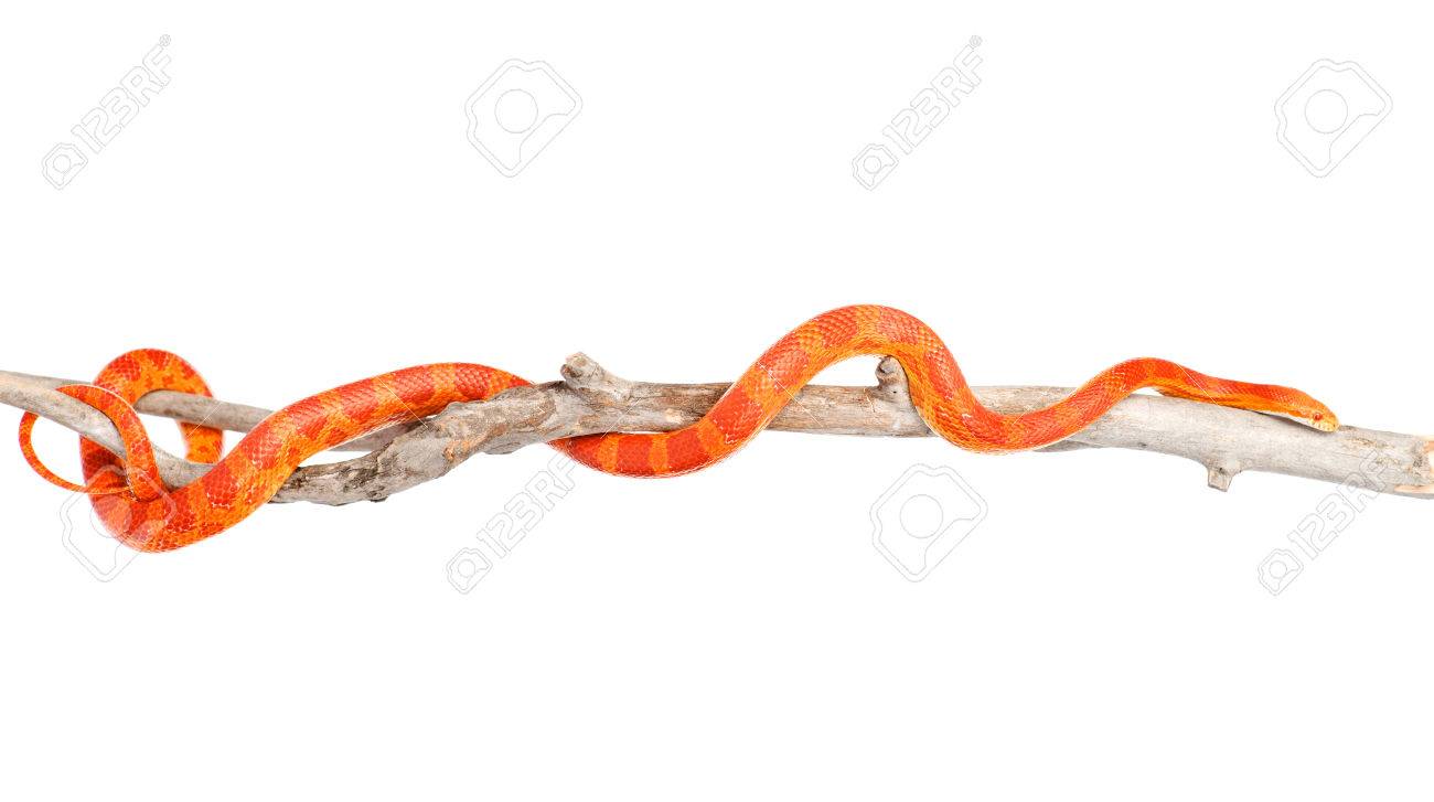 Creamsicle Corn Snake Elaphe guttata guttata on a dry branch isolated on white background - 28604425 Creamsicle Corn Snake Elaphe guttata guttata on a dry branch isolated on white background - 28604425