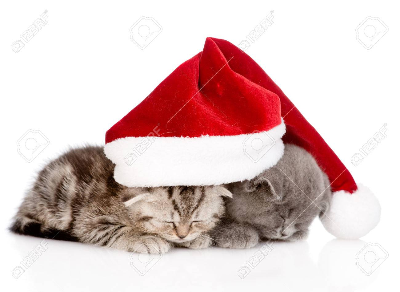 cat with tiny santa hat