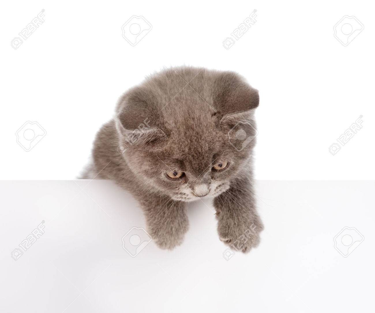 kitten hanging over blank poster board isolated on white background