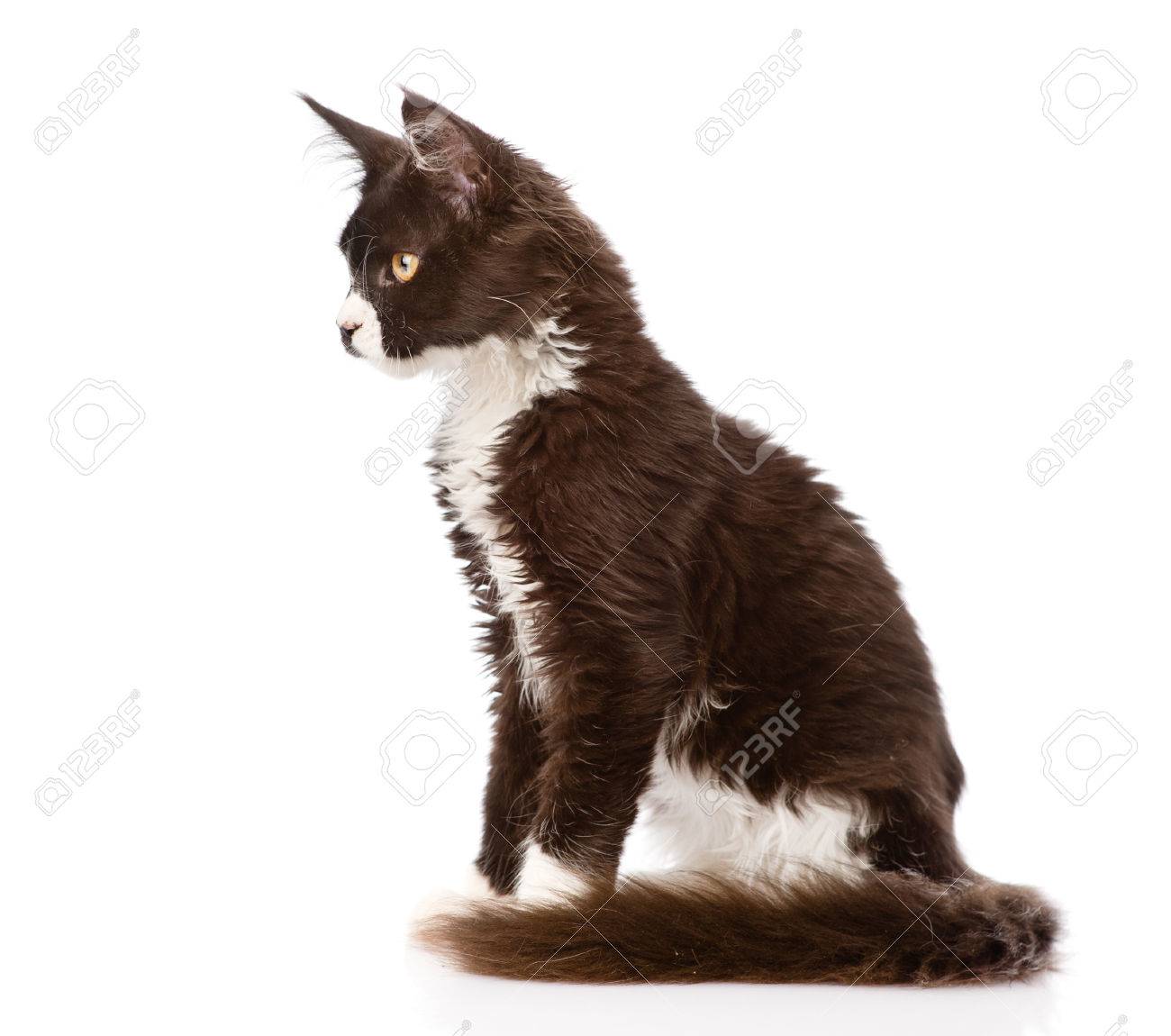 Mine Coon Cat Sitting In Profile Isolated On White Background Stock Photo Picture And Royalty Free Image Image Mine Coon Cat Sitting In Profile Isolated On White Background Stock Photo Picture And Royalty Free Image Image