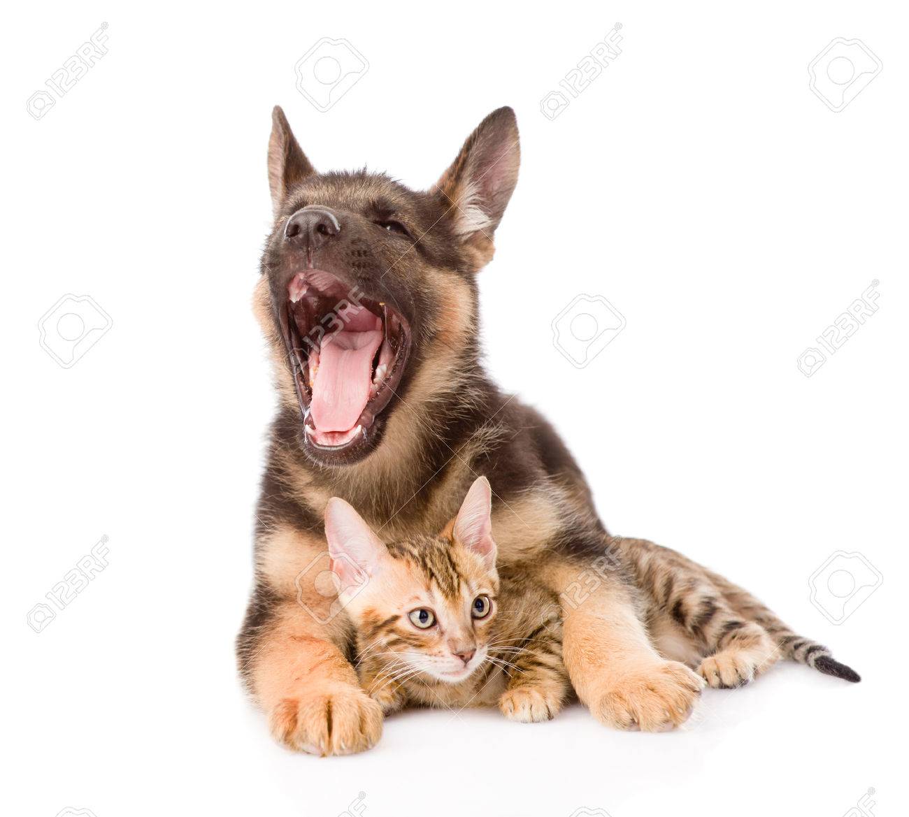 Stock Photo