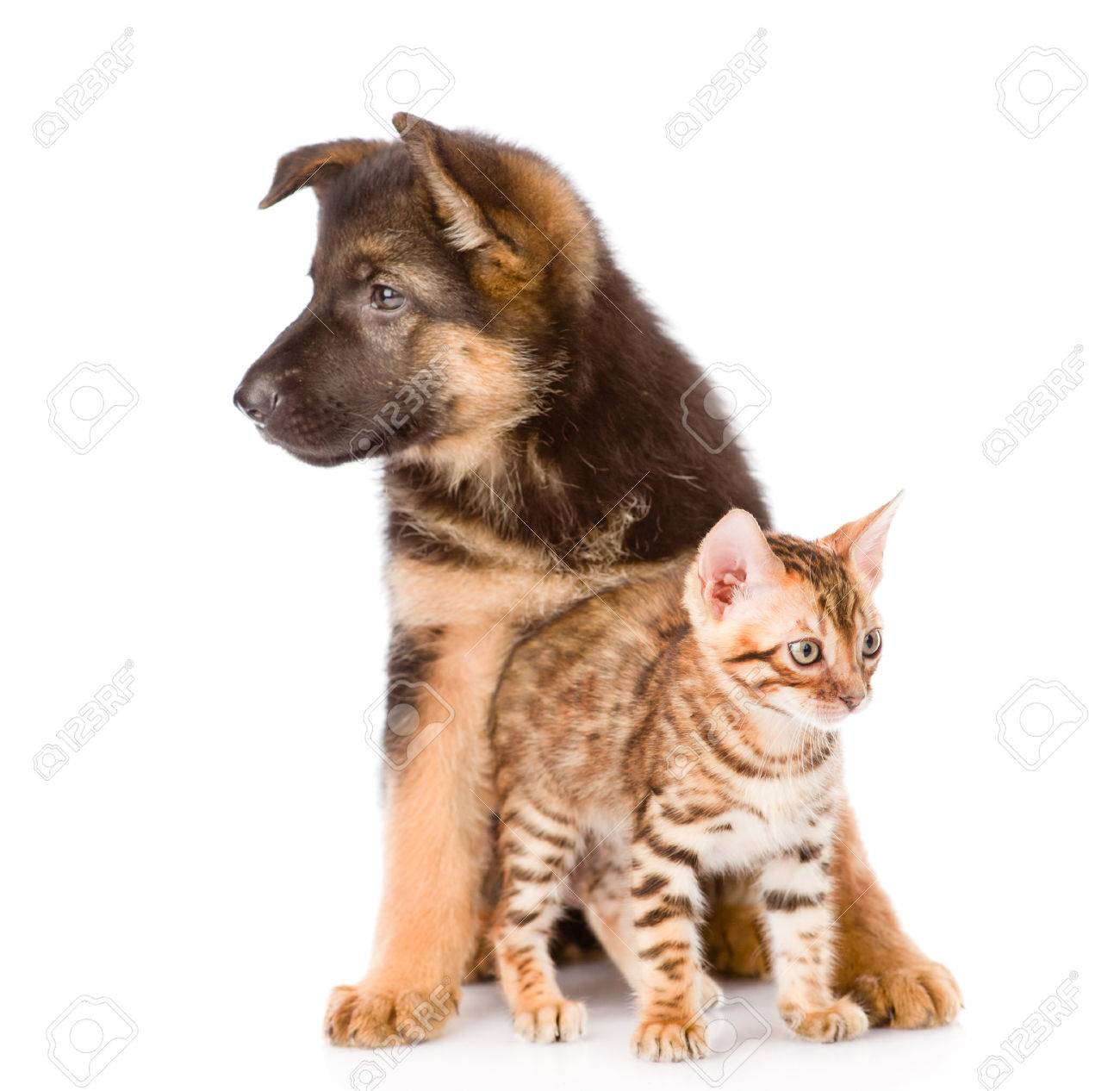 Chaton Bengal Et De Berger Allemand Chiot Chien Assis Ensemble Isolé Sur Fond Blanc