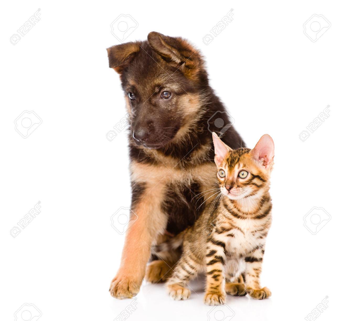 Chiot Berger Allemand Et Chaton Bengal Regarder Ailleurs Isolé Sur Fond Blanc