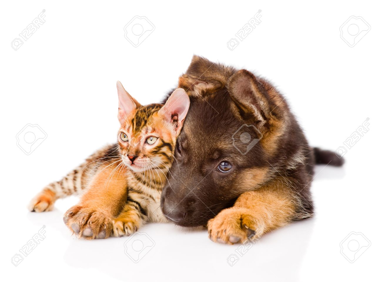 German Shepherd Puppy Dog Embracing Little Bengal Cat. Isolated On White Background Stock Photo, Picture And Royalty Free Image. Image 31769300.