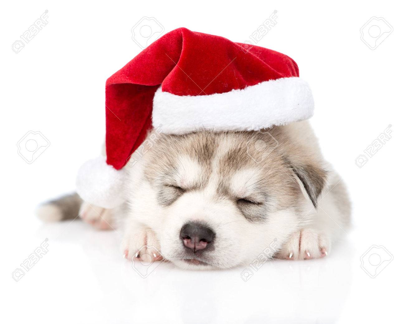 husky with santa hat